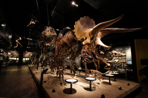 御船町恐竜博物館