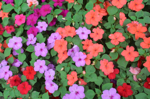 植える 花 に 多年草 春 初心者におすすめの春花壇に植える花は？手入れが簡単な植物を紹介！