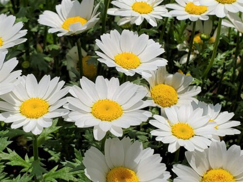 コンプリート ほったらかし こぼれ種 で 毎年 咲く 花 Berkah Picturel8hp2