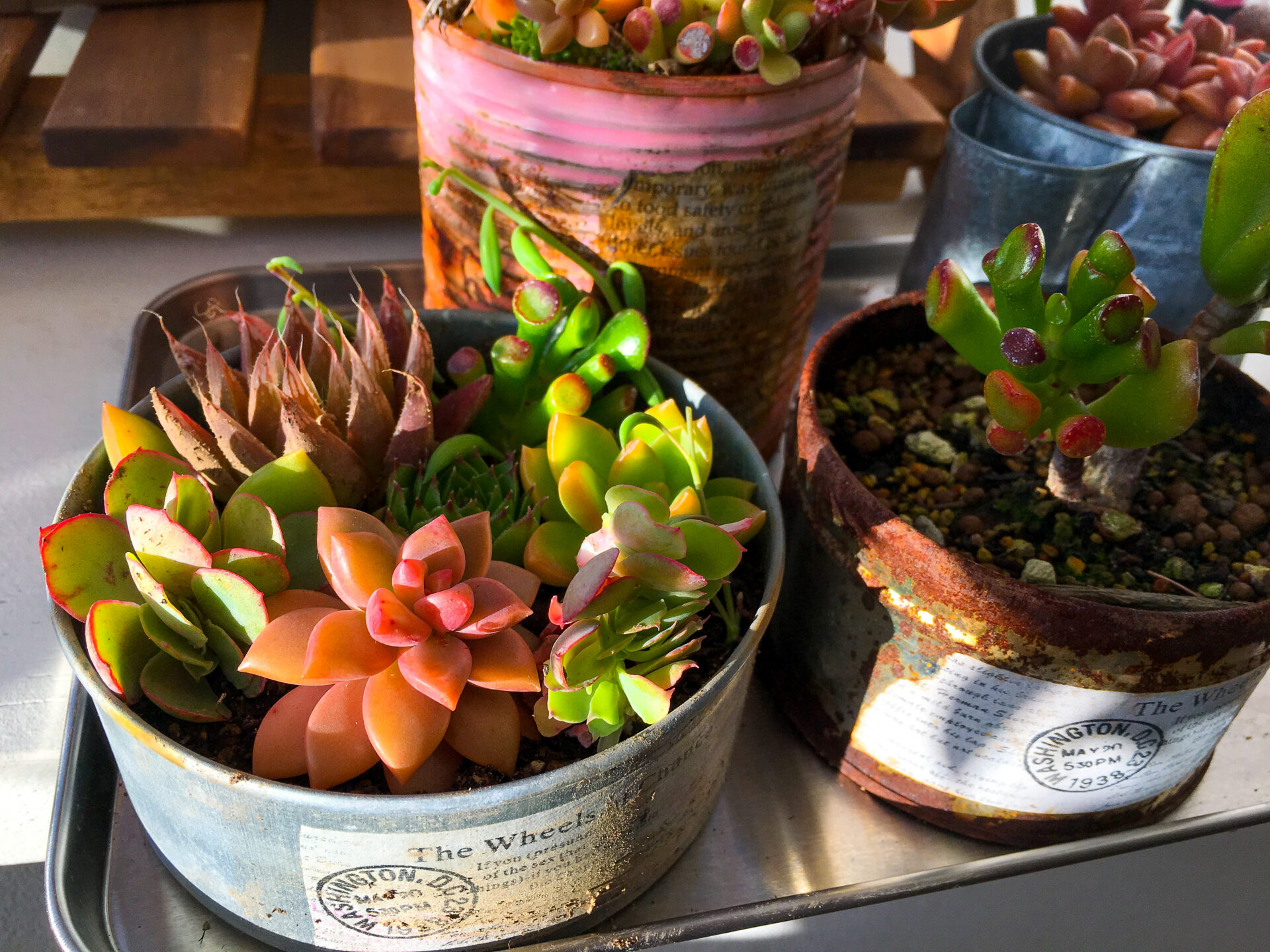 ガーデンピック Ｉ リメ缶 セダム 多肉植物 寄せ植え 花壇に リメイク